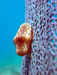 Flamingo Tongue taken with a pentax near by Hepp's Pipeli... by Carlos Valenzuela 